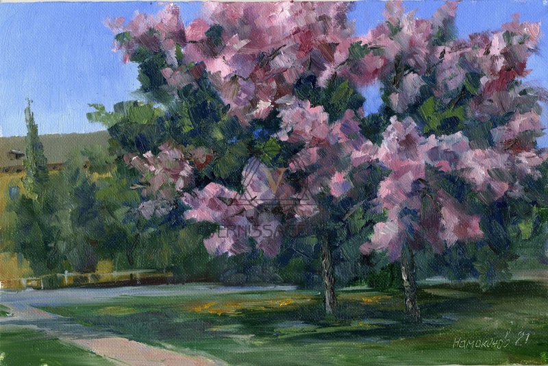 яблоневый цвет