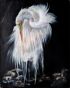 Белая цапля, смотрящая вниз