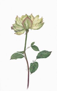 Роза Вегги (Rose Veggie)