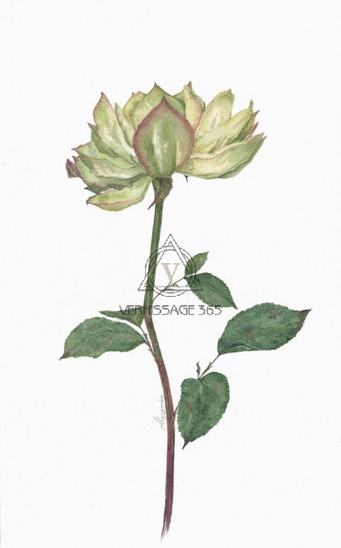 Роза Вегги (Rose Veggie)