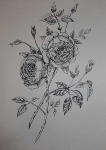 Староанглийские розы