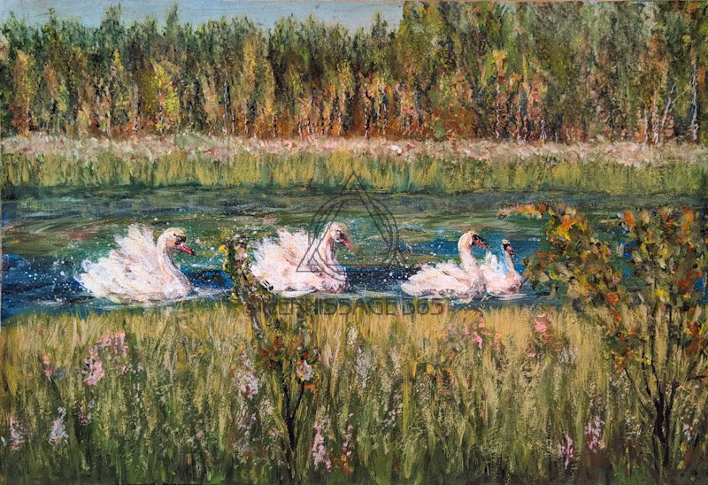 Лебеди на пруду