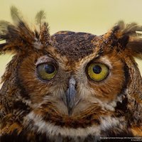 Владимир Эйгер